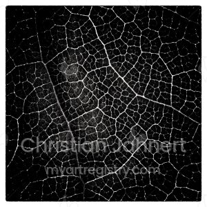 Leaf IV.