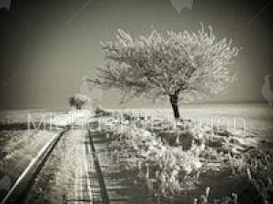 Winterweg- Aus der Serie >Farben einer Landschaft<
