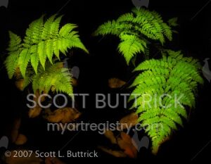 Ferns