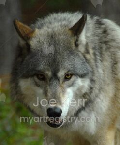 Wolf Portraite