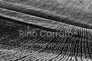 Oltrepò Pavese, colline di frumento