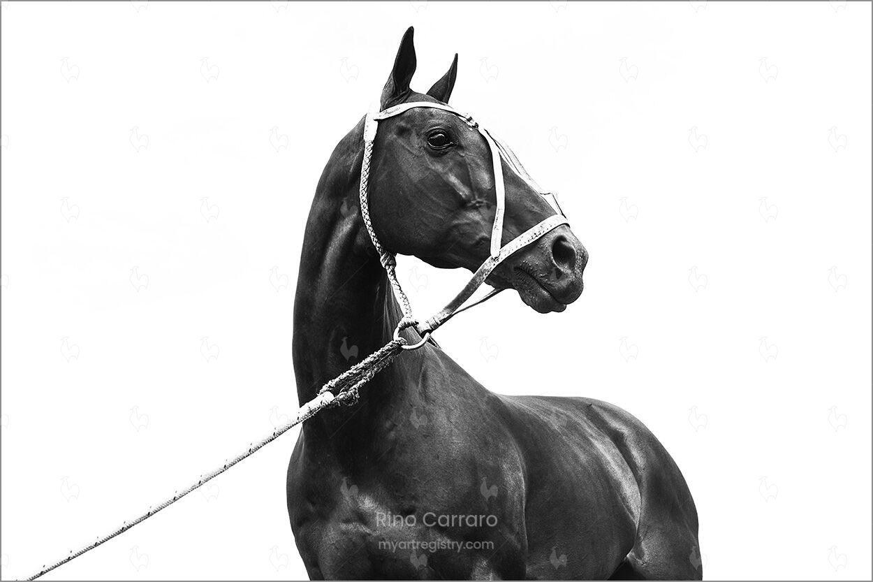 Cuartetera, Adolfito' horse