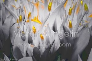Tulpen