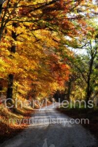 Fall Splendor