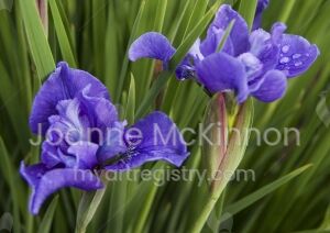 Siberian Iris in Bloom