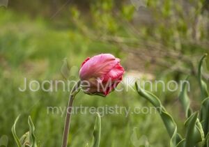 Erna Lindgreen Tulip