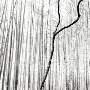 Arashiyama Bamboo Forest