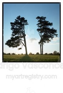 Trees