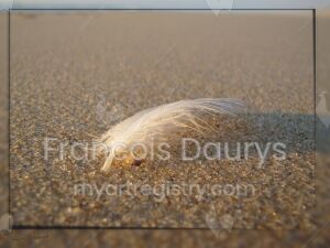 PLUME DE MER