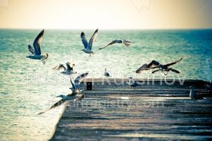 Birds