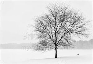 Winter Whispers