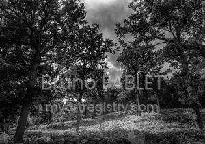 Sous-bois avant l’orage
