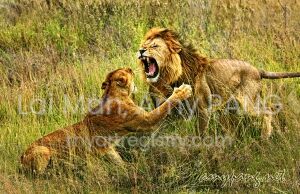 Lions in Love