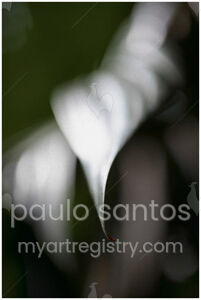 "No Title" from the series "Pedaços"