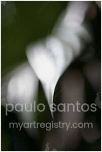 Untitled of the series "Pedaços"