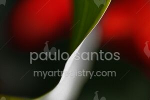 Untitled of the series "Pedaços"