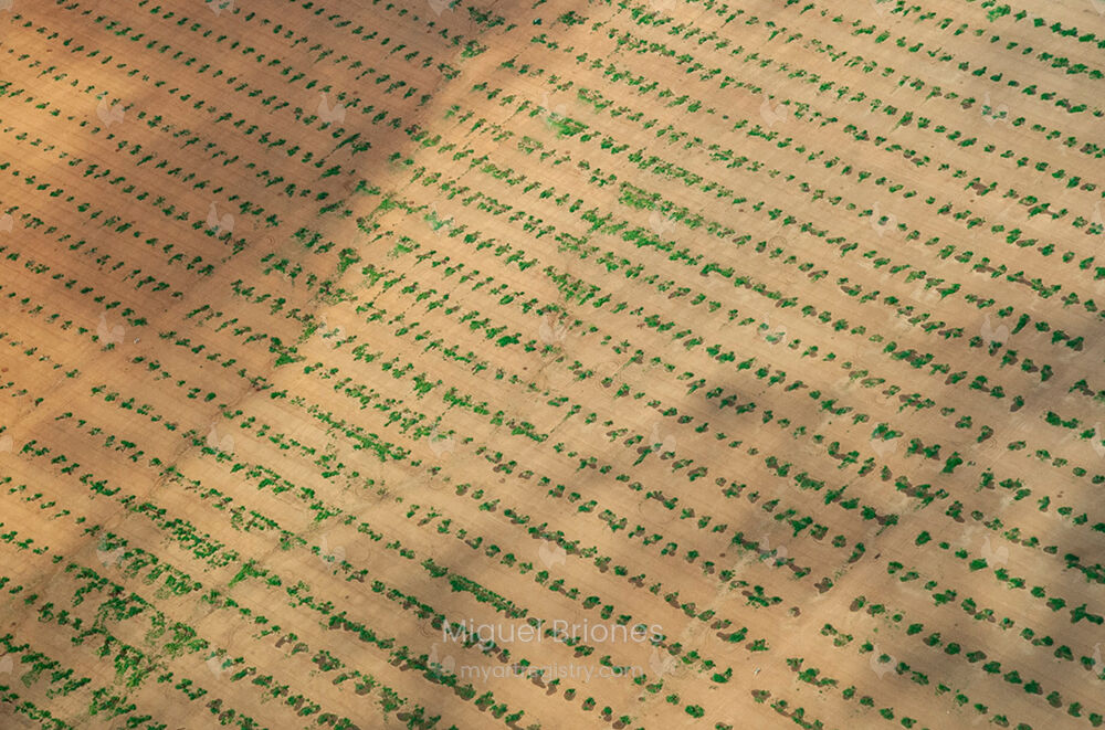 Harvest Fields