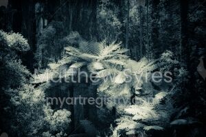 Tree Ferns - The Dandenongs