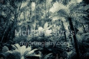 Tree Ferns and Eucalypts - The Dandenongs