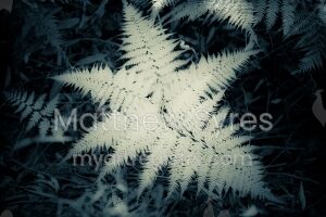 Fern - Batten Reserve