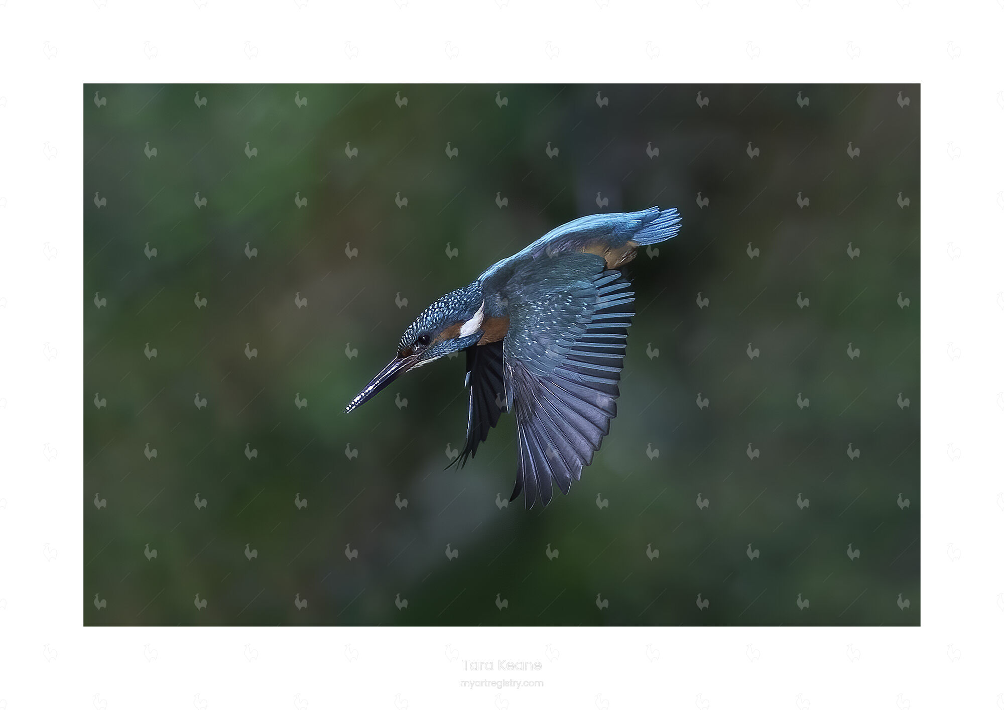 Kingfisher Dive 3
