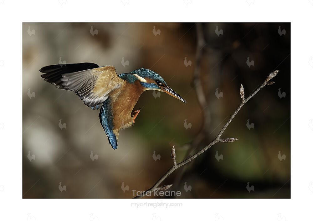 The Landing