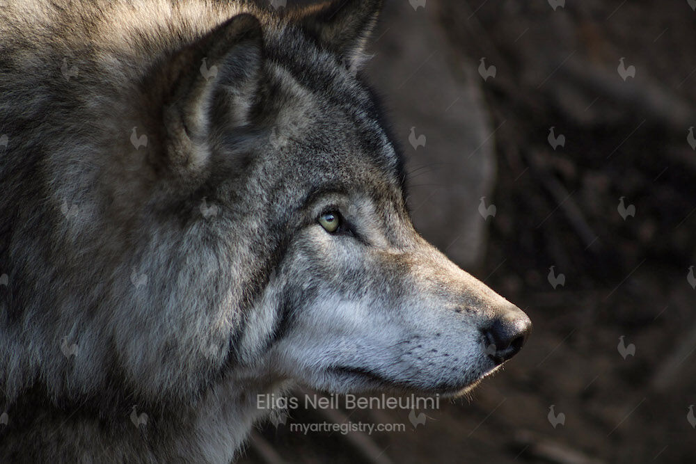 Spirit of the Wolf