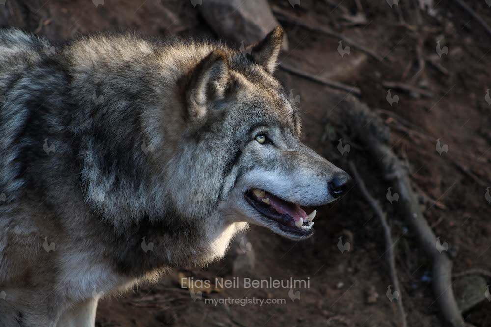 Canis