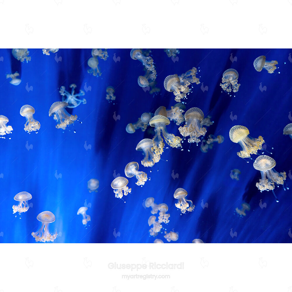 Jellyfish