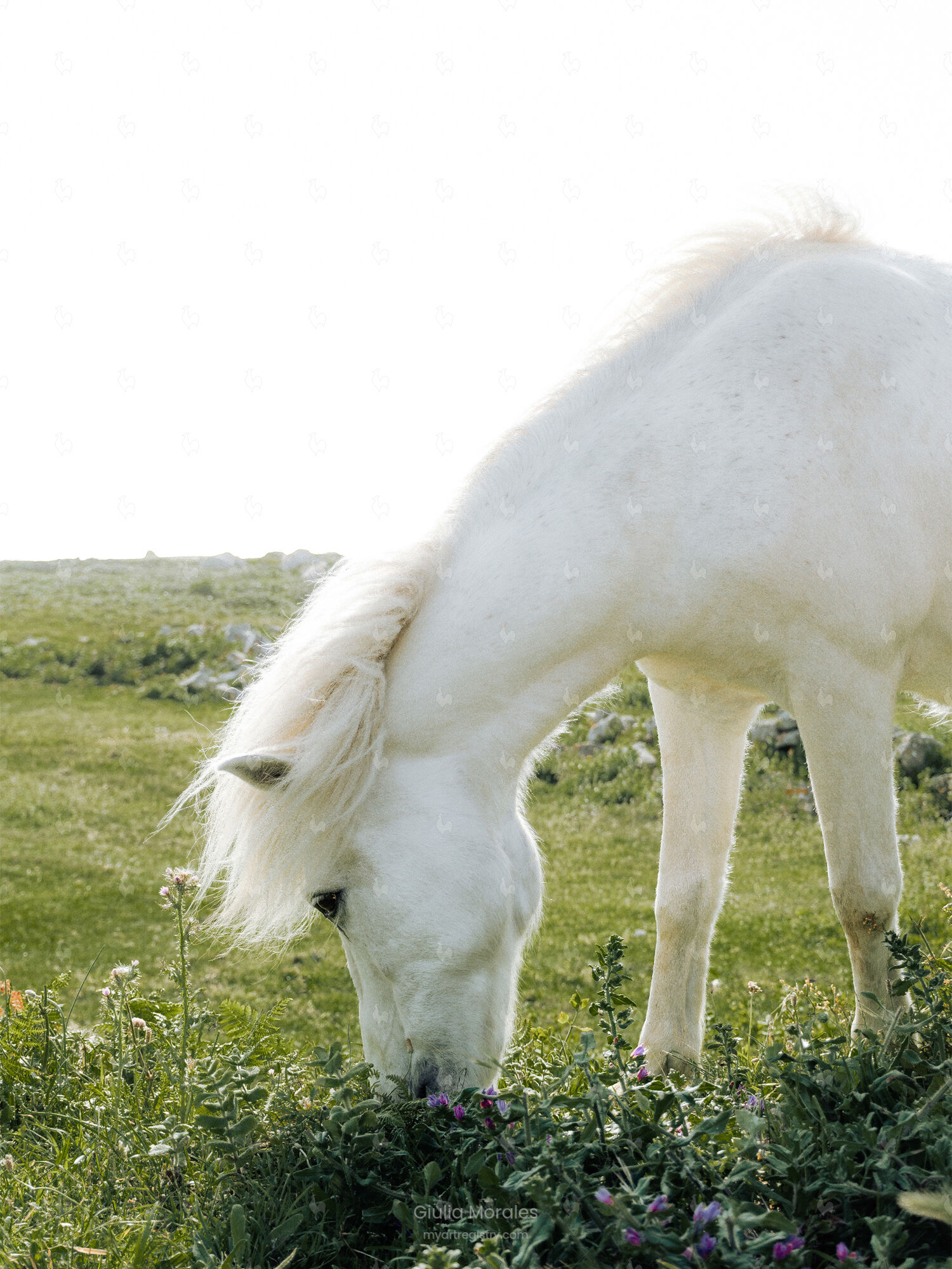 Cavalo da Vila