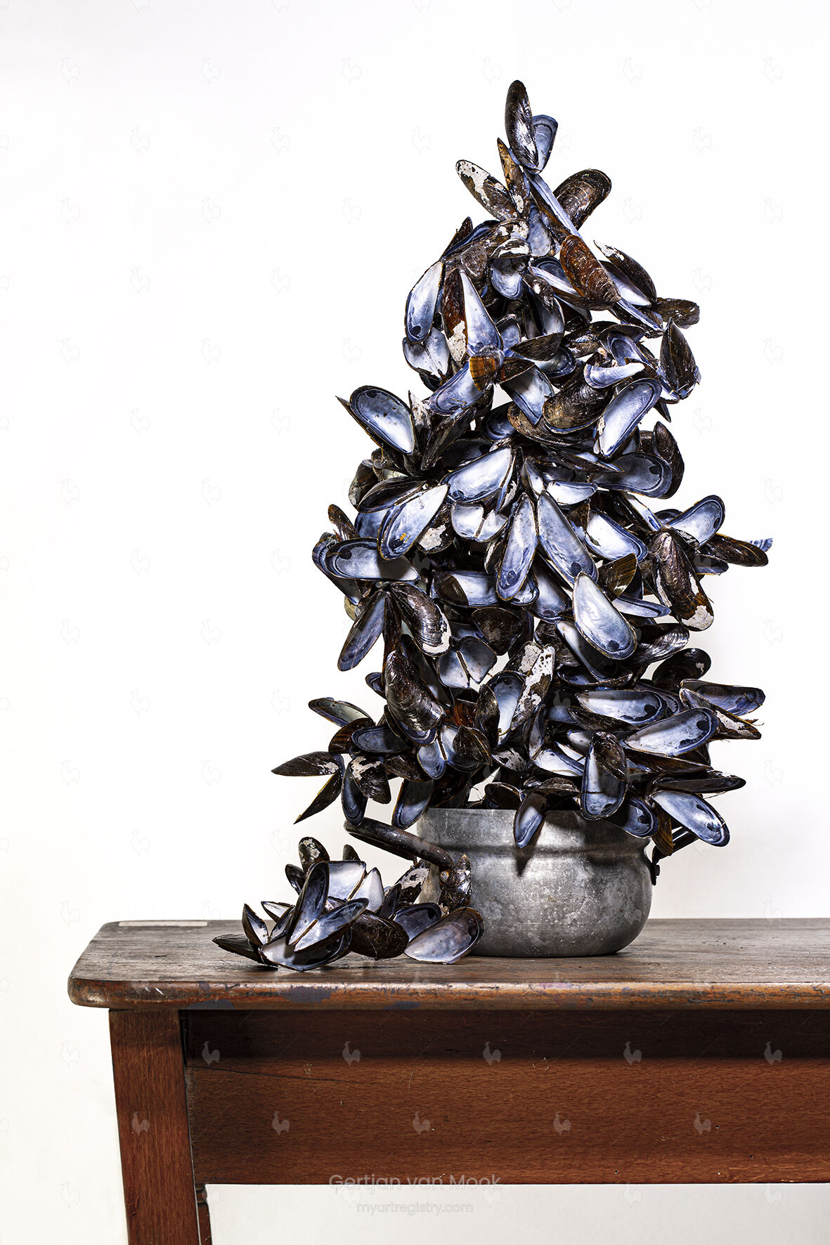 Mussel Pan Study III