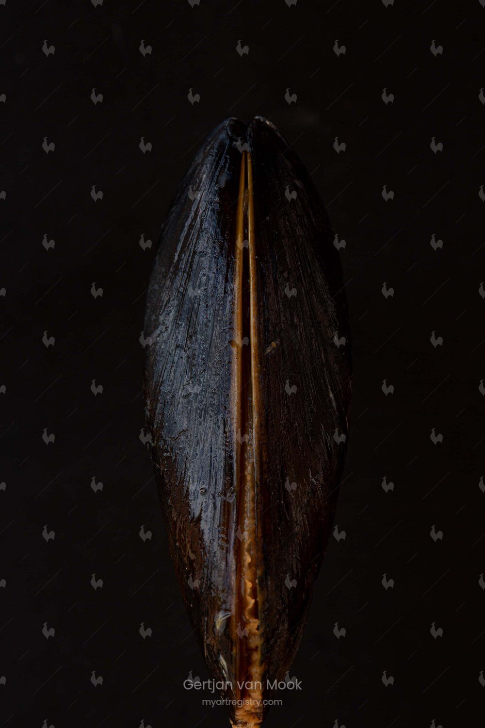 Mussel Study - V / Muschel Studie - V