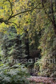 Floresta