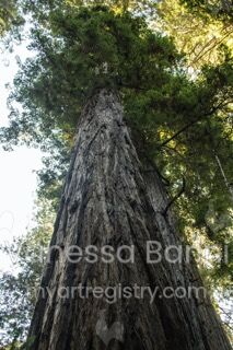 Sequoia