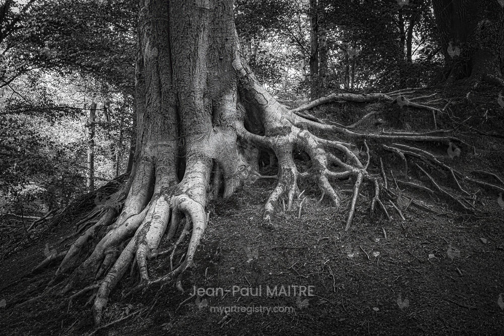 Arboretum #3