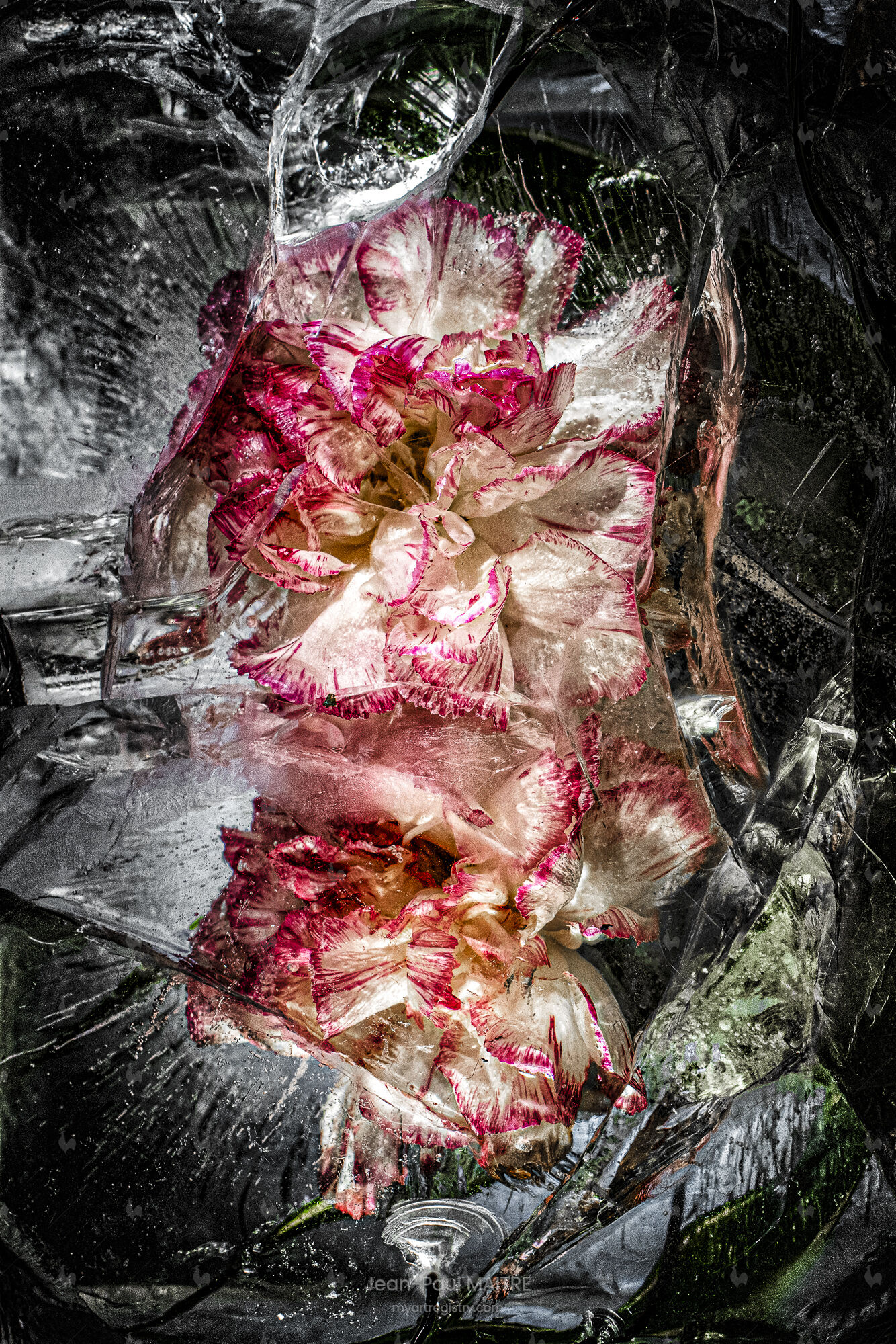 Le coeur de Rose