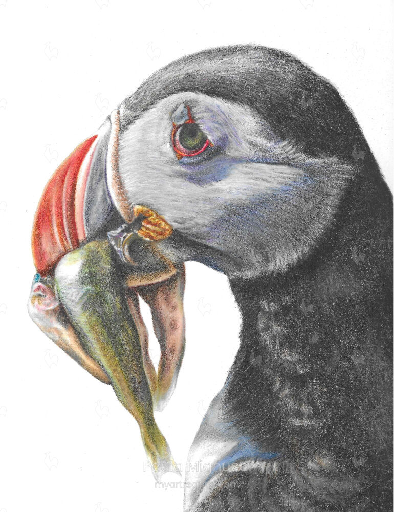 Atlantic Puffin