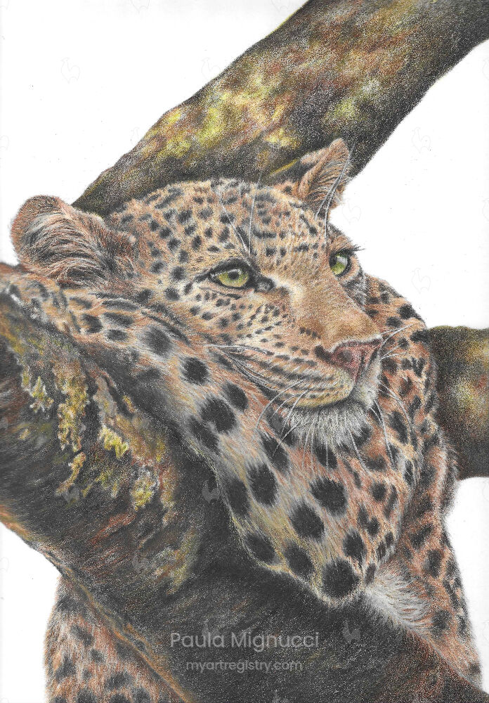 Panthera pardus