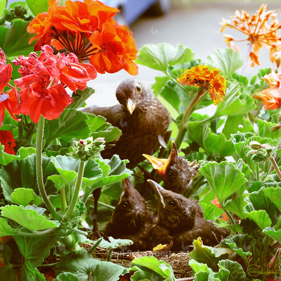 Flowers on the balcony