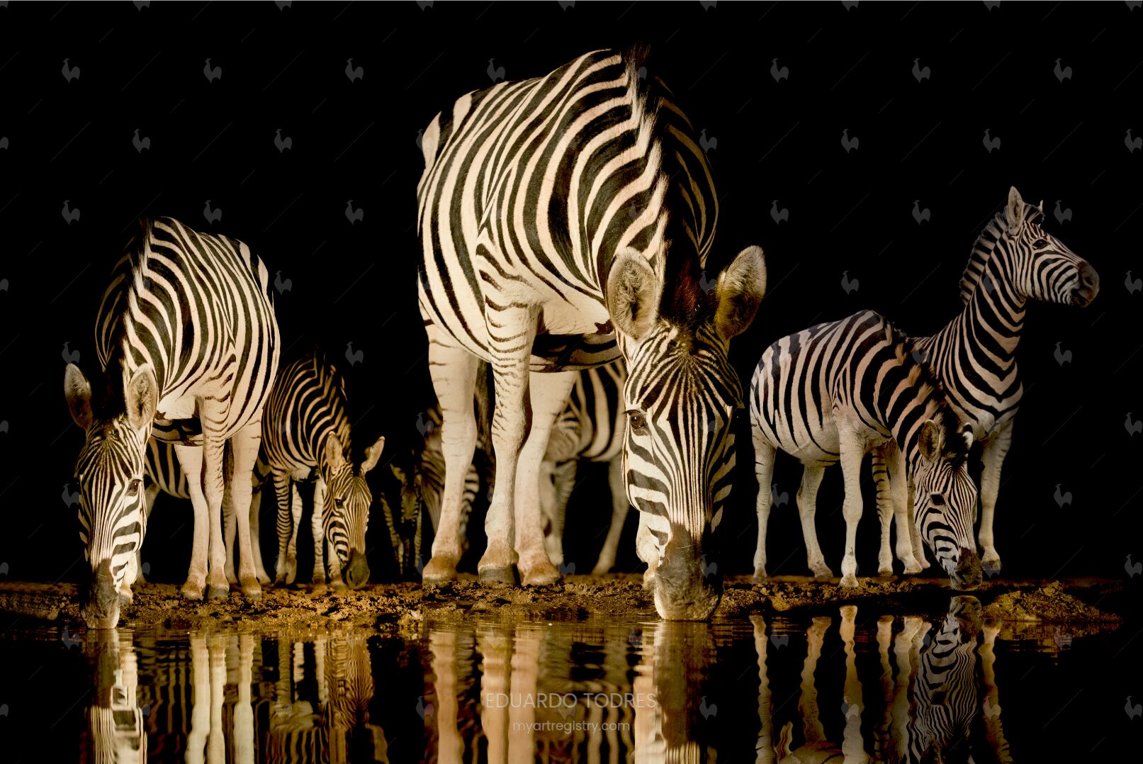 A Agua das Zebras