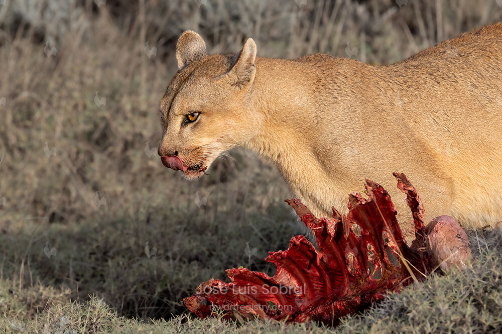 Puma y presa