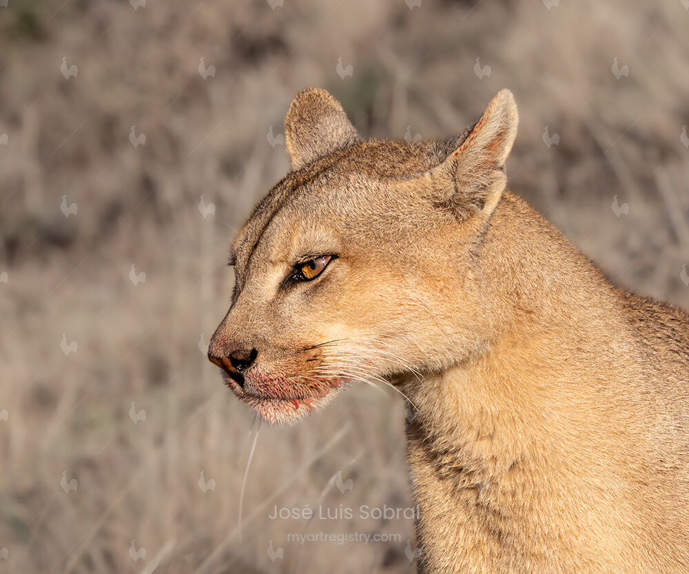 Puma