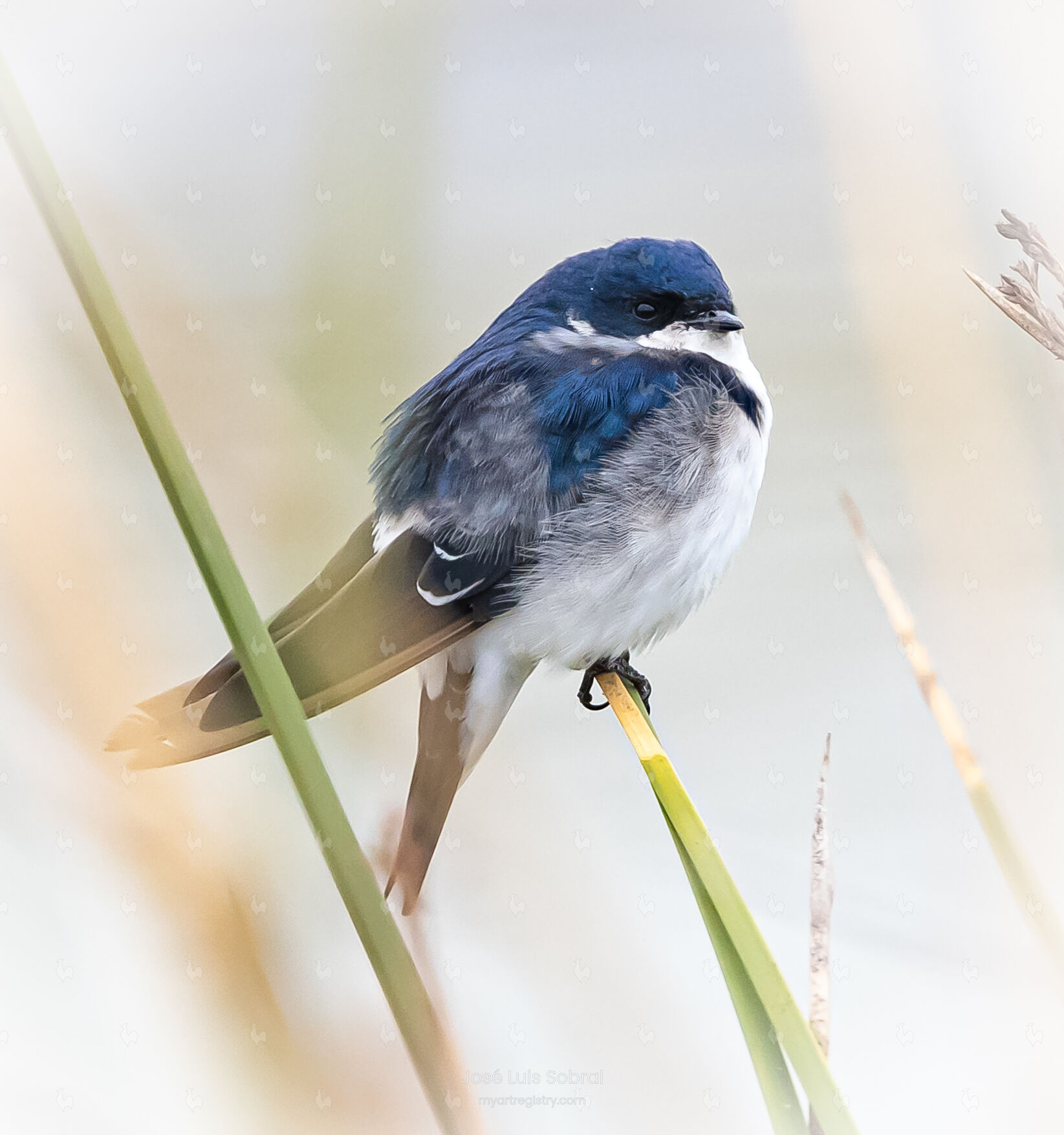 Golondrina Chilena