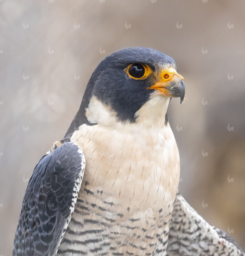 Halcón Peregrino