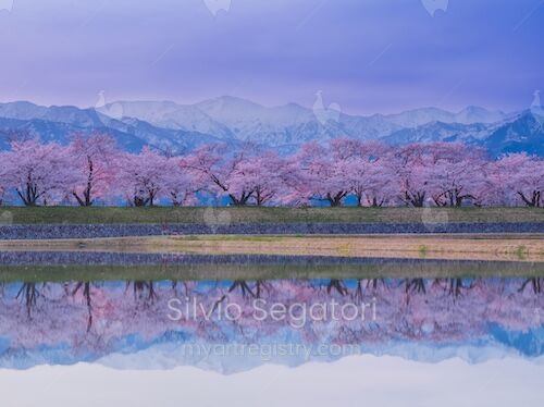水面に映る桜並木 Reflection of cherry blossoms