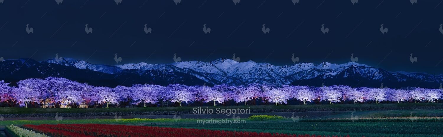 小夜桜 Cherry trees in the night