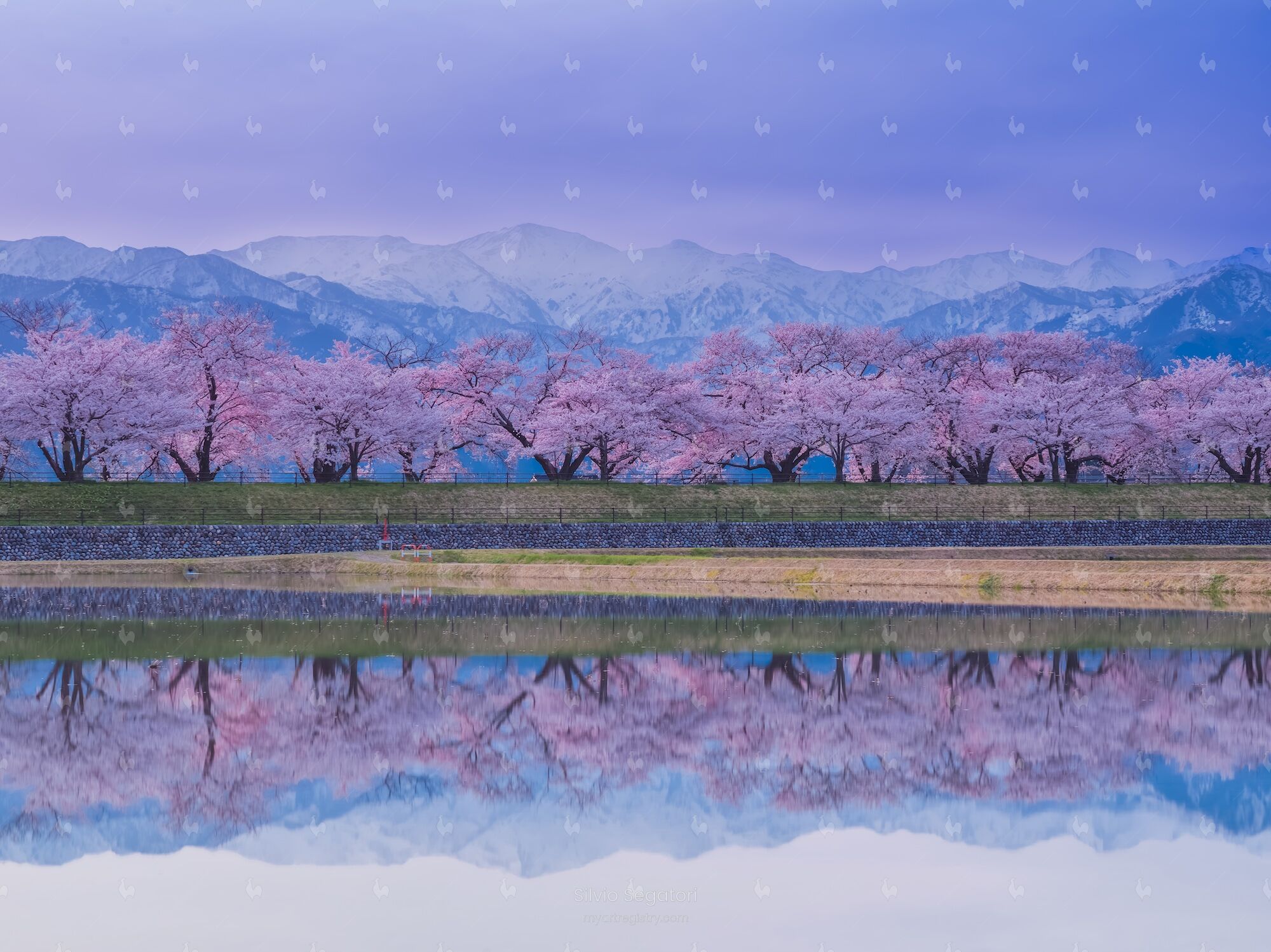 水面に映る桜並木