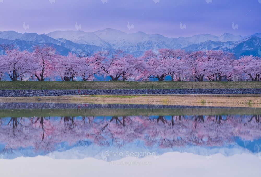 Reflection of cherry blossoms 水面に映る桜並木  