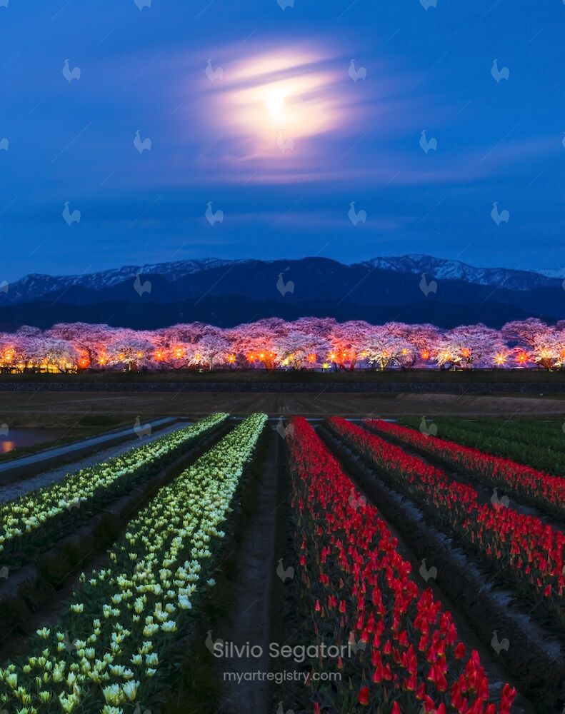 月夜の彩り Riot of colors in the night