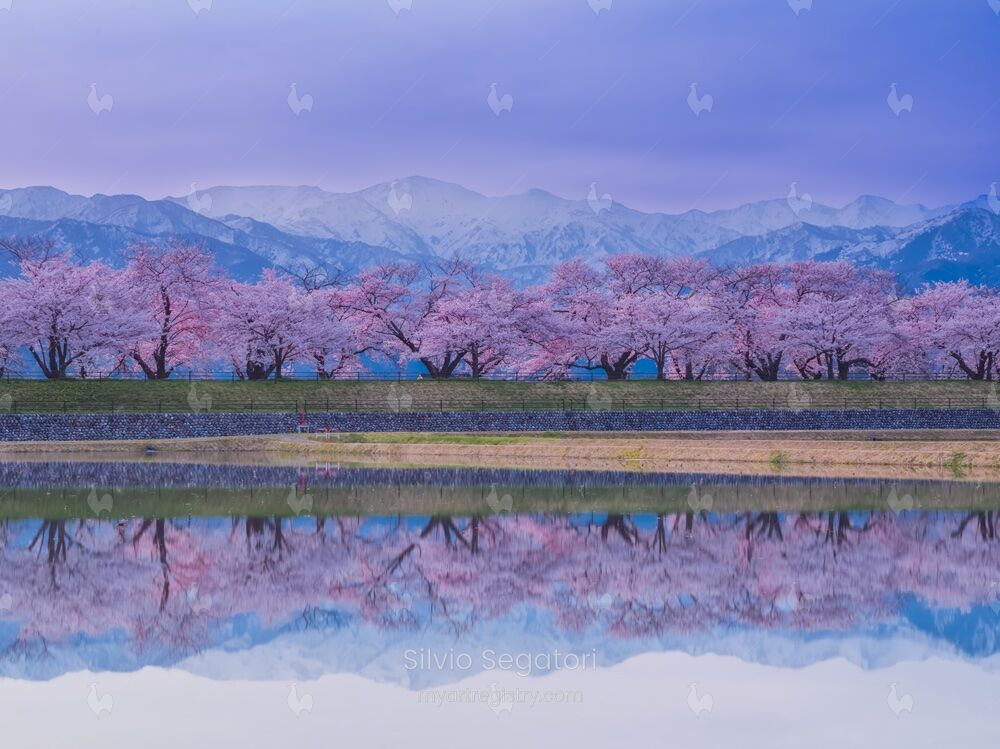 水面に映る桜並木 Reflection of cherry blossoms